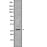 FOLR3 Antibody - Western blot analysis FOLR3 using RAW264.7 whole cells lysates