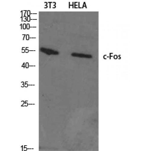FOS / c-FOS Antibody - Western blot of c-Fos antibody
