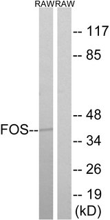FOS / c-FOS Antibody - Western blot analysis of lysates from RAW264.7 cells, using FOS Antibody. The lane on the right is blocked with the synthesized peptide.