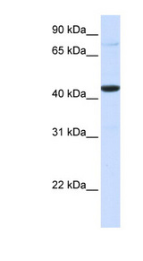 FOS / c-FOS Antibody - FOS / c-FOS antibody Western blot of 293T cell lysate. This image was taken for the unconjugated form of this product. Other forms have not been tested.