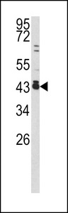 FOS / c-FOS Antibody - Western blot of c-fos antibody in 293 cell line lysates (35 ug/lane). c-fos (arrow) was detected using the purified antibody.