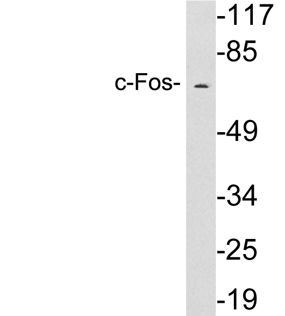 FOS / c-FOS Antibody - Western blot analysis of lysates from HepG2 cells, using c-Fos antibody.