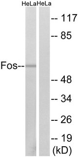 FOS / c-FOS Antibody - Western blot analysis of lysates from HeLa cells, using Fos Antibody. The lane on the right is blocked with the synthesized peptide.