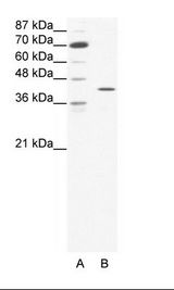 FOS / c-FOS Antibody - A: Marker, B: HepG2 Cell Lysate.  This image was taken for the unconjugated form of this product. Other forms have not been tested.