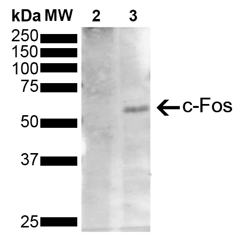 FOS / c-FOS Antibody - Western Blot analysis of Human Serum starved HeLa cells treated with PMA showing detection of 41 kDa c-fos protein using Mouse Anti-c-fos Monoclonal Antibody, Clone 12G11. Lane 1: Molecular Weight Ladder (MW). Lane 2: Serum starved HeLa cell lysates. Lane 3: Serum starved HeLa cells treated with PMA (Phorbol 12-myristate 13-acetate). Load: 10 µg. Block: 5% Skim Milk powder in TBST. Primary Antibody: Mouse Anti-c-fos Monoclonal Antibody  at 1:1000 for 2 hours at RT. Secondary Antibody: Goat Anti-Mouse IgG:HRP at 1:3000 for 1 hour at RT. Color Development: ECL solution for 5 min in RT. Predicted/Observed Size: 41 kDa. Other Band(s): 62 kDa. Observed molecular weight of band is higher than predicted 41 kDa band due to post translational modifications.