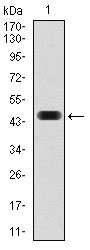FOS / c-FOS Antibody - Western blot using FOS monoclonal antibody against human FOS (AA: 116-298) recombinant protein. (Expected MW is 45.8 kDa)