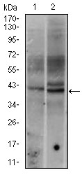 FOS / c-FOS Antibody - Western blot using FOS mouse monoclonal antibody against HeLa (1), and HeLa (2) cell lysate.