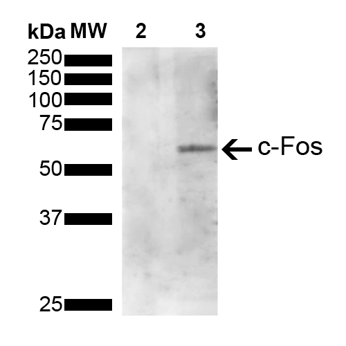 FOS / c-FOS Antibody - Western Blot analysis of Human Serum starved HeLa cells treated with PMA showing detection of 41 kDa c-fos protein using Mouse Anti-c-fos Monoclonal Antibody, Clone 4A3. Lane 1: Molecular Weight Ladder (MW). Lane 2: Serum starved HeLa cell lysates. Lane 3: Serum starved HeLa cells treated with PMA (Phorbol 12-myristate 13-acetate). Load: 10 µg. Block: 5% Skim Milk powder in TBST. Primary Antibody: Mouse Anti-c-fos Monoclonal Antibody  at 1:1000 for 2 hours at RT. Secondary Antibody: Goat Anti-Mouse IgG:HRP at 1:3000 for 1 hour at RT. Color Development: ECL solution for 5 min in RT. Predicted/Observed Size: 41 kDa. Other Band(s): 62 kDa. Observed molecular weight of band is higher than predicted 41 kDa band due to post translational modifications.
