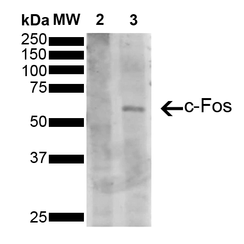 FOS / c-FOS Antibody - Western Blot analysis of Human Serum starved HeLa cells treated with PMA showing detection of 41 kDa c-fos protein using Mouse Anti-c-fos Monoclonal Antibody, Clone 5B10. Lane 1: Molecular Weight Ladder (MW). Lane 2: Serum starved HeLa cell lysates. Lane 3: Serum starved HeLa cells treated with PMA (Phorbol 12-myristate 13-acetate). Load: 10 µg. Block: 5% Skim Milk powder in TBST. Primary Antibody: Mouse Anti-c-fos Monoclonal Antibody  at 1:1000 for 2 hours at RT. Secondary Antibody: Goat Anti-Mouse IgG:HRP at 1:3000 for 1 hour at RT. Color Development: ECL solution for 5 min in RT. Predicted/Observed Size: 41 kDa. Other Band(s): 62 kDa. Observed molecular weight of band is higher than predicted 41 kDa band due to post translational modifications.