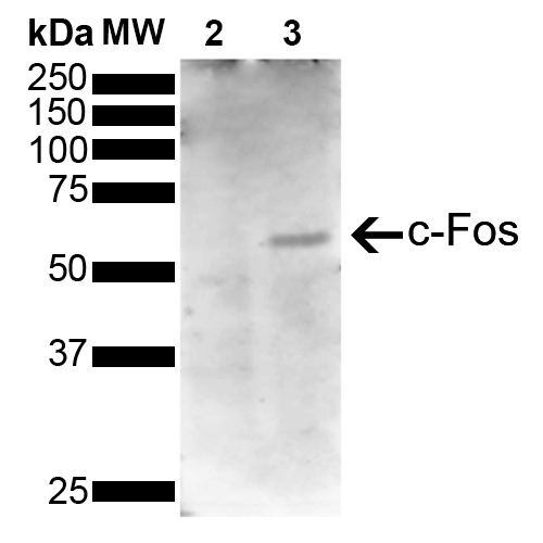 FOS / c-FOS Antibody - Western Blot analysis of Human Serum starved HeLa cells treated with PMA showing detection of 41 kDa c-fos protein using Mouse Anti-c-fos Monoclonal Antibody, Clone 5B11. Lane 1: Molecular Weight Ladder (MW). Lane 2: Serum starved HeLa cell lysates. Lane 3: Serum starved HeLa cells treated with PMA (Phorbol 12-myristate 13-acetate). Load: 10 µg. Block: 5% Skim Milk powder in TBST. Primary Antibody: Mouse Anti-c-fos Monoclonal Antibody  at 1:1000 for 2 hours at RT. Secondary Antibody: Goat Anti-Mouse IgG:HRP at 1:3000 for 1 hour at RT. Color Development: ECL solution for 5 min in RT. Predicted/Observed Size: 41 kDa. Other Band(s): 62 kDa. Observed molecular weight of band is higher than predicted 41 kDa band due to post translational modifications.