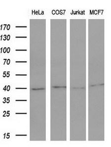 FOS / c-FOS Antibody - Western blot analysis of extracts. (10ug) from 4 different cell lines by using anti-FOS monoclonal antibody. (1:200)