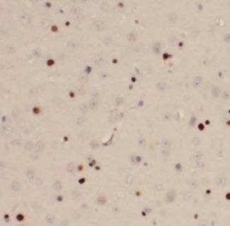 FOS / c-FOS Antibody - Immunohistochemistry of paraffin-embedded mouse brain tissue slide using c-FOS antibody at dilution of 1:400