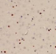 FOS / c-FOS Antibody - Immunohistochemistry of paraffin-embedded mouse brain tissue slide using c-FOS antibody at dilution of 1:400