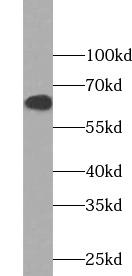 FOS / c-FOS Antibody - Mouse embryo tissue were subjected to SDS PAGE followed by western blot with c-FOS antibody at dilution of 1:1000
