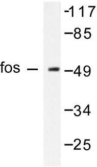 FOS / c-FOS Antibody - Western blot of Fos (F3) pAb in extracts from HepG2 cells.