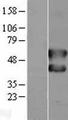 FOS / c-FOS Protein - Western validation with an anti-DDK antibody * L: Control HEK293 lysate R: Over-expression lysate