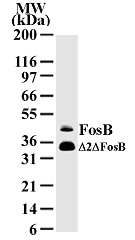 FOSB Antibody - Western blot of FosB in HeLa cell lysate with anti-FosB McAb antibody. A protein band with an approximate molecular weight of 46 kD is detected.