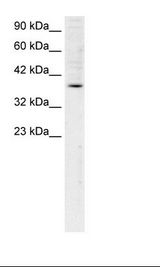 FOSB Antibody - HepG2 Cell Lysate.  This image was taken for the unconjugated form of this product. Other forms have not been tested.
