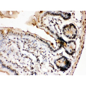 FOSB Antibody - Fos B antibody IHC-paraffin. IHC(P): Mouse Intestine Tissue.