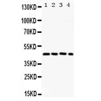 FOSL2 / FRA-2 Antibody - FRA2 antibody Western blot. All lanes: Anti FRA2 at 0.5 ug/ml. Lane 1: Rat Lung Tissue Lysate at 50 ug. Lane 2: HEPG2 Whole Cell Lysate at 40 ug. Lane 3: A549 Whole Cell Lysate at 40 ug. Lane 4: SW620 Whole Cell Lysate at 40 ug. Predicted band size: 35 kD. Observed band size: 47 kD.