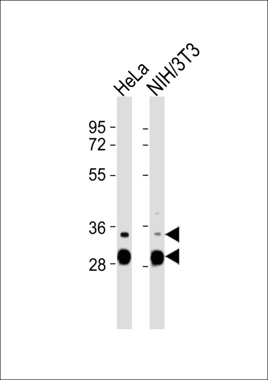FOSL2 / FRA-2 Antibody - All lanes : Anti-FRA2 Antibody at 1:1000 dilution Lane 1: HeLa whole cell lysates Lane 2: NIH/3T3 whole cell lysates Lysates/proteins at 20 ug per lane. Secondary Goat Anti-Rabbit IgG, (H+L),Peroxidase conjugated at 1/10000 dilution Predicted band size : 35 kDa Blocking/Dilution buffer: 5% NFDM/TBST.