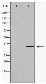 FOSL2 / FRA-2 Antibody - Western blot of Fra 2 expression in LOVO cell extract