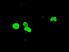 FOXA1 Antibody - Anti-FOXA1 mouse monoclonal antibody  immunofluorescent staining of COS7 cells transiently transfected by pCMV6-ENTRY FOXA1.