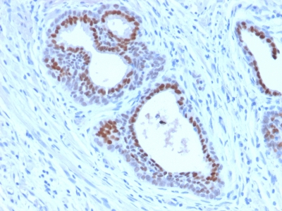 FOXA1 Antibody - Formalin-fixed, paraffin-embedded human Tonsil stained with FOXA1 Rabbit Recombinant Monoclonal Antibody (FOXA1/2230R).