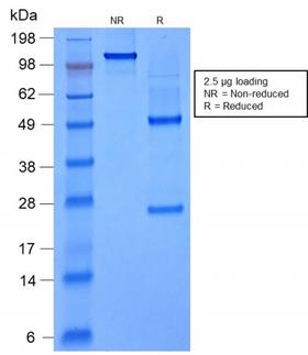 FOXA1 Antibody - SDS-PAGE Analysis Purified FOXA1 Mouse Recombinant Monoclonal Antibody (rFOXA1/1515). Confirmation of Purity and Integrity of Antibody.