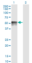 FOXA1 Antibody - Western blot of FOXA1 expression in transfected 293T cell line by FOXA1 monoclonal antibody.