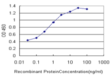 FOXA1 Antibody - Detection limit for recombinant GST tagged FOXA1 is approximately 0.03 ng/ml as a capture antibody.