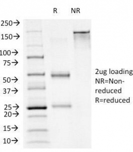 FOXA1 Antibody - SDS-PAGE Analysis of Purified, BSA-Free FOXA1 Antibody (clone FOXA1/1241). Confirmation of Integrity and Purity of the Antibody.