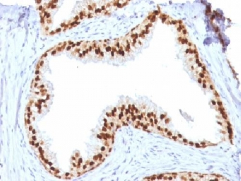 FOXA1 Antibody - IHC testing of FFPE human prostate with FOXA1 antibody (clone FOXA1/1512). HIER: boil sections in 10mM Tris with 1mM EDTA, pH9, for 10-20 min.