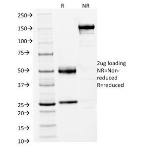 FOXA1 Antibody - SDS-PAGE Analysis of Purified, BSA-Free FOXA1 Antibody (clone FOXA1/1512). Confirmation of Integrity and Purity of the Antibody.