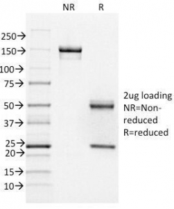 FOXA1 Antibody - SDS-PAGE Analysis of Purified, BSA-Free FOXA1 Antibody (clone FOXA1/1518). Confirmation of Integrity and Purity of the Antibody.