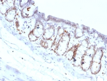 FOXA1 Antibody - IHC testing of FFPE rat colon with FOXA1 antibody (clone FOXA1/1518). HIER: boil sections in 10mM Tris with 1mM EDTA, pH9, for 10-20 min.
