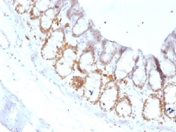 FOXA1 Antibody - IHC testing of FFPE rat colon with FOXA1 antibody (clone FOXA1/1519). HIER: boil sections in 10mM Tris with 1mM EDTA, pH9, for 10-20 min.