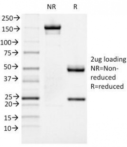 FOXA1 Antibody - SDS-PAGE Analysis of Purified, BSA-Free FOXA1 Antibody (clone FOXA1/1519). Confirmation of Integrity and Purity of the Antibody.