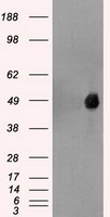 FOXA1 Antibody - FOXA1 antibody (3C1) at 1:1000 dilution + HepG2 cell lysate.