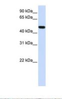 FOXA1 Antibody - 721_B cell lysate. Antibody concentration: 1.0 ug/ml. Gel concentration: 12%.  This image was taken for the unconjugated form of this product. Other forms have not been tested.