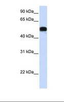 FOXA1 Antibody - HepG2 cell lysate. Antibody concentration: 1.0 ug/ml. Gel concentration: 12%.  This image was taken for the unconjugated form of this product. Other forms have not been tested.