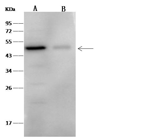 FOXA1 Antibody - Anti-FOXA1 rabbit polyclonal antibody at 1:500 dilution. Lane A: HepG2 Whole Cell Lysate. Lane B: Mouse Lung tissue lysate. Lysates/proteins at 30 ug per lane. Secondary: Goat Anti-Rabbit IgG (H+L)/HRP at 1/10000 dilution. Developed using the ECL technique. Performed under reducing conditions. Predicted band size: 49 kDa. Observed band size: 49 kDa.