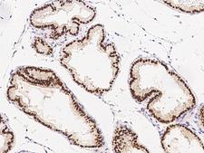 FOXA1 Antibody - Immunochemical staining of mouse FOXA1 in mouse prostate with rabbit polyclonal antibody at 1:1500 dilution, formalin-fixed paraffin embedded sections.