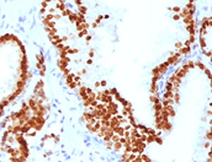 FOXA1 + FOXA2 + FOXA3 Antibody -  This image was taken for the unmodified form of this product. Other forms have not been tested.