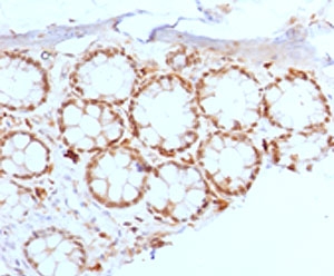 FOXA1 + FOXA2 + FOXA3 Antibody -  This image was taken for the unmodified form of this product. Other forms have not been tested.