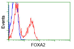 FOXA2 Antibody - HEK293T cells transfected with either pCMV6-ENTRY FOXA2 (Red) or empty vector control plasmid (Blue) were immunostained with anti-FOXA2 mouse monoclonal(Dilution 1:1,000), and then analyzed by flow cytometry.