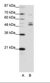 FOXA2 Antibody - A: Marker, B: HepG2 Cell Lysate.  This image was taken for the unconjugated form of this product. Other forms have not been tested.