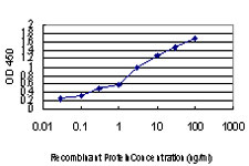 FOXA2 Antibody - Detection limit for recombinant GST tagged FOXA2 is approximately 0.3 ng/ml as a capture antibody.