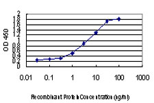 FOXA2 Antibody - Detection limit for recombinant GST tagged FOXA2 is approximately 0.03 ng/ml as a capture antibody.