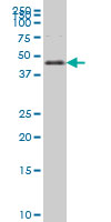FOXA2 Antibody - FOXA2 monoclonal antibody (M12), clone 6C12 Western blot of FOXA2 expression in K-562.